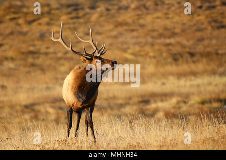 Grandi Bull elk in marrone prato in autunno Foto Stock