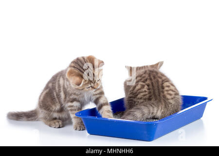 Piccolo gatto gattini in wc scatola vassoio con lettiera isolato su bianco Foto Stock