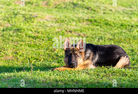 Ritratto di pecora umido-cane in estate. pastore tedesco Foto Stock