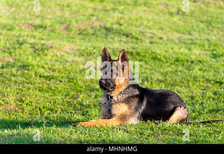 Ritratto di pecora umido-cane in estate. pastore tedesco Foto Stock