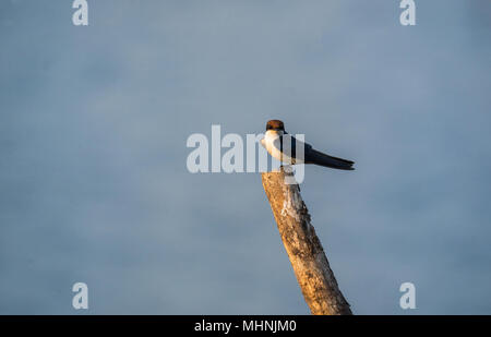 Una rondine seduto sulla cima di un pezzo di legno in una zona umida durante il tramonto Foto Stock