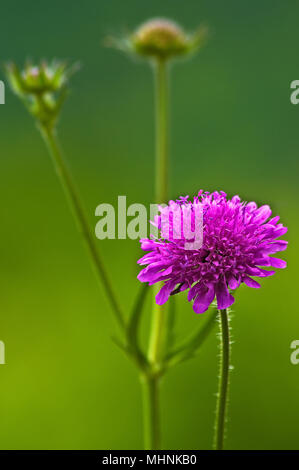 Close up Knautia arvense un fiore in un prato di montagna in primavera. Foto Stock