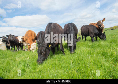 mucche in un campo, pascolano, mangiano erba Foto Stock
