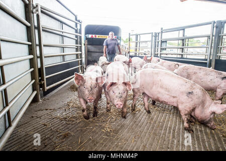 Spostando i suini al mercato Foto Stock