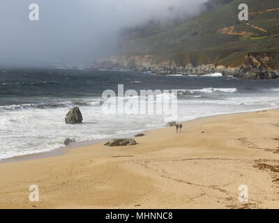 Giovane camminando sul garrapata state park beach Foto Stock