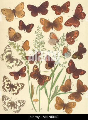 Farfalle. Satyridae;est,in marmo siciliano White;Mtn,Hill-anello laterale 1903 Foto Stock