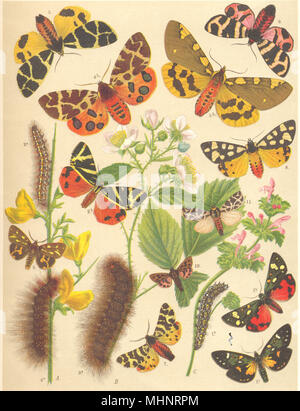 TIGER falene. Arctiidae Bombyces; Scarlet, jersey, grandi, giallo crema-spot 1903 Foto Stock