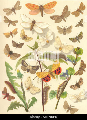 TIGER falene. Swift,Spotted, Alpine,Nord,Ruby,squallido; mussola; Buff Ermellino 1903 Foto Stock