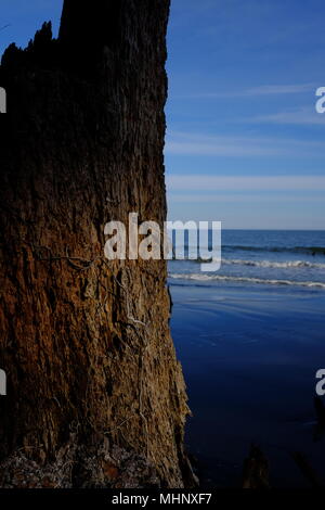 Gli alberi morti sulla caccia Island Beach in Carolina del Sud Foto Stock