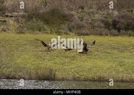 Red Kites alla stazione di alimentazione Nant Yr Arian Foto Stock