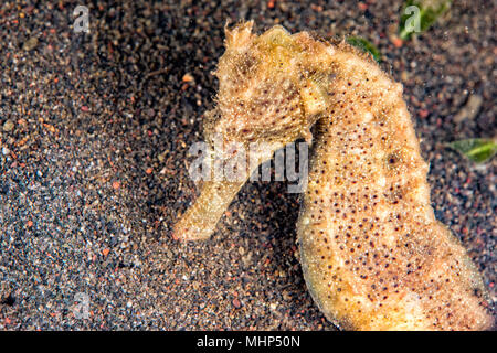 Giallo kuda femmina cavallo di mare in indonesia close up macro Foto Stock