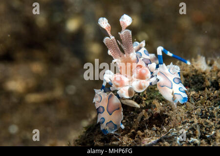 Gambero arlecchino Hymenocera elegans picta close up verticale mentre le immersioni in Indonesia Foto Stock