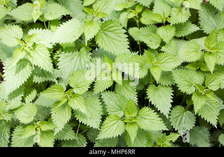 Urtica dioica. Ortica foglie in primavera. Foto Stock