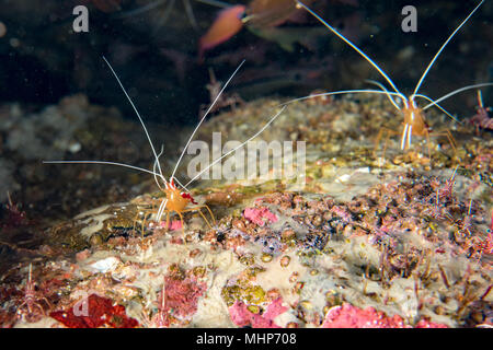 Scarlet Skunk Cleaner Shrimp close up macro durante le immersioni in Indonesia Foto Stock