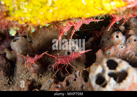 Scarlet Skunk Cleaner Shrimp close up macro durante le immersioni in Indonesia Foto Stock