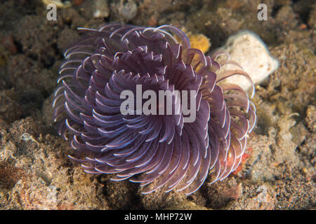 Spiroghraph underwtaer close up ritratto macro dettaglio durante le immersioni in Indonesia Foto Stock