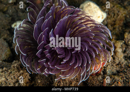 Spiroghraph underwtaer close up ritratto macro dettaglio durante le immersioni in Indonesia Foto Stock