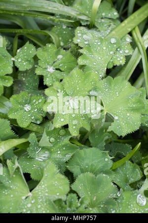 Gocce di pioggia sulla Alchemilla mollis. Lady manto di foglie. Foto Stock