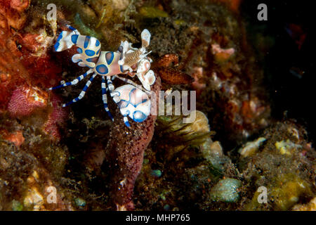 Gambero arlecchino Hymenocera elegans picta close up ritratto mentre mangia stella di mare diving braccio indonesia Foto Stock