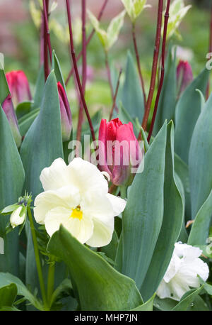 I tulipani, cornus e inverno pansies in una pentola. Foto Stock