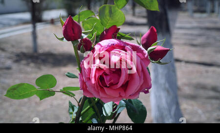 Rosa rosa nel giardino con close up shot Foto Stock