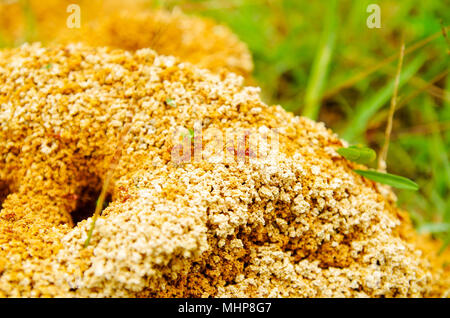Chiusura del Formicaio in una foresta di primavera, le formiche si stanno muovendo in un formicaio., trasportare piccoli pezzi di fogli per il loro nido di un rosso colonia di formiche Foto Stock