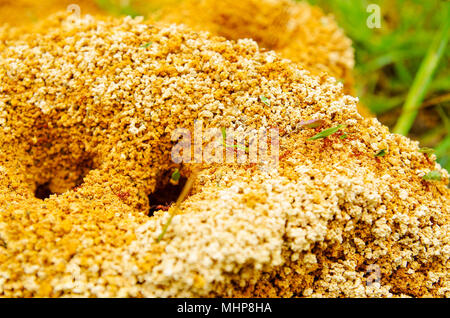 Chiusura del Formicaio in una foresta di primavera, le formiche si stanno muovendo in un formicaio., trasportare piccoli pezzi di fogli per il loro nido di un rosso colonia di formiche Foto Stock