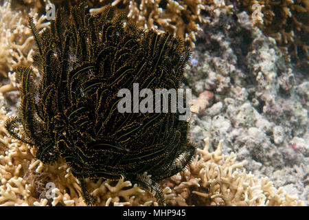 Nero e Giallo Crinoide sul reef coralli sfondo Foto Stock