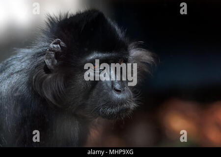 L'hoest's monkey mentre guardando a voi Foto Stock