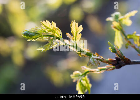 Molla di foglie di quercia macro messa a fuoco selettiva Quercus petraea Foto Stock