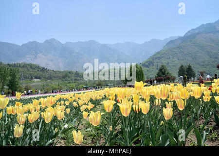 Vale del Kashmir, la valle è delimitata a sud-ovest dal PIR Panjal Range e a nord-est dal principale Himalaya Foto Stock