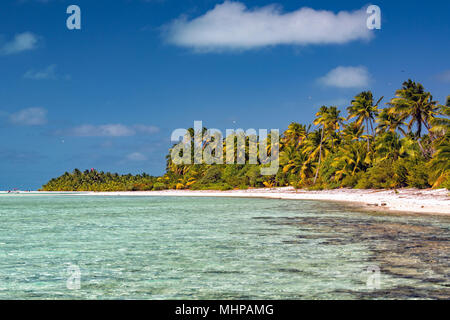 Isola di Aitutaki palma da cocco sulla spiaggia Polinesia splendida laguna in Isole Cook Foto Stock