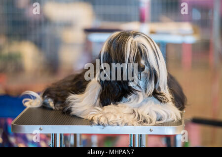 Grande bianco e nero cane maltese mentre vi rilassate sul tavolo di taglio prima dello spettacolo Foto Stock