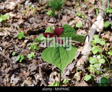 Wake robin red trillium fiori e foglie verdi in una foresta di primavera. Foto Stock