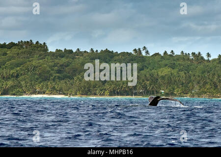 Humpback Whale tail in Polinesia isole Cook oceano pacifico Foto Stock