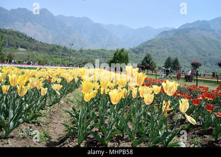 Vale del Kashmir, la valle è delimitata a sud-ovest dal PIR Panjal Range e a nord-est dal principale Himalaya Foto Stock