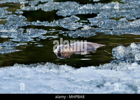 Un castoro selvatico (Castor canadensis); esplorando il mare aperto tra il ghiaccio che ricopre gran parte della sua beaver pond a metà aprile nei pressi di Hinton Alberta Canada. Foto Stock