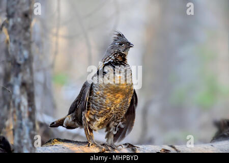 Un ruffed grouse (Bonasa umbellus); appollaiato su un registro territoriale con il sole che splende sulla sua brest piume nella foresta di Alberta in Canada Foto Stock