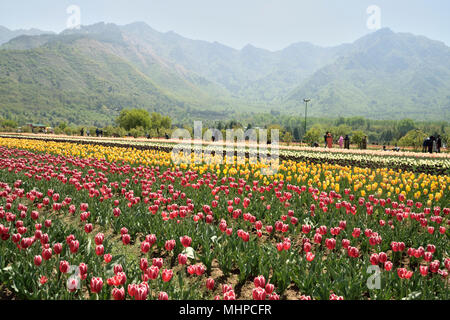 Vale del Kashmir, la valle è delimitata a sud-ovest dal PIR Panjal Range e a nord-est dal principale Himalaya Foto Stock