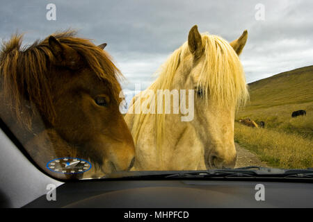 I cavalli di auto attacco. L'Islanda Foto Stock