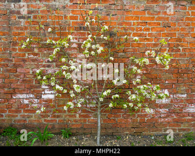 Un albero di mele spalliera in fiore su un muro di mattoni in un patrimonio walled garden a Preston Park Museum Foto Stock