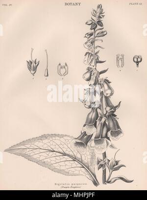 Digitalis purpurea (Viola Foxglove) 1898 antica vintage delle immagini di stampa Foto Stock