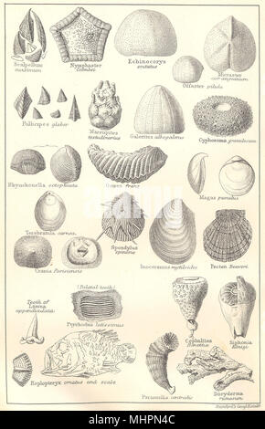 BRITISH fossili. Cretaceo superiore Chalk. Molluschi. STANFORD 1880 antica stampa Foto Stock