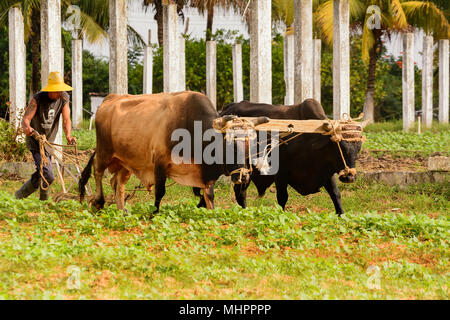 Vinales, Cuba - 6 Dicembre 2017: contadino cubano con buoi aratro in Vinales Valley Foto Stock