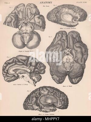 Cervello umano. Base. Superficie interna. Fibre di corona radiata 1898 antica stampa Foto Stock