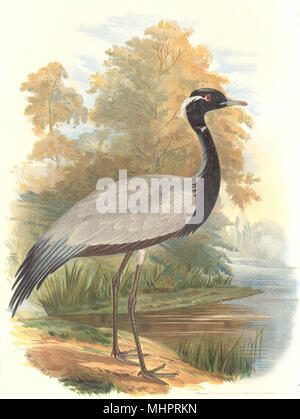 Gioco indiano uccelli. Demoiselle gru (Anthropoides Virgo). Chromolitho. FINN 1915 Foto Stock