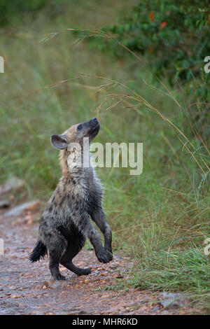 Un Spotted Hyena cub giocando Foto Stock