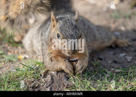 Eastern Fox Squirrel, Fox Squirrel, Bryant's Fox Squirrel - Sciurus niger Foto Stock