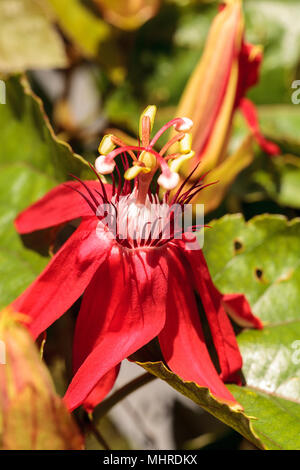 Scarlet rosso fuoco chiamato passiflora Passiflora miniata fiorisce su un vitigno del sud della Florida Foto Stock