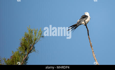 Swallow-tailed kite posatoi alta in una struttura ad albero e preens le sue piume nella palude cavatappi santuario di Naples, Florida Foto Stock